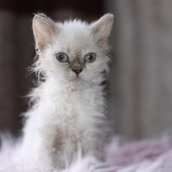 Twist d'Ornjira Huayeek Femelle Selkirk Rex Longhair