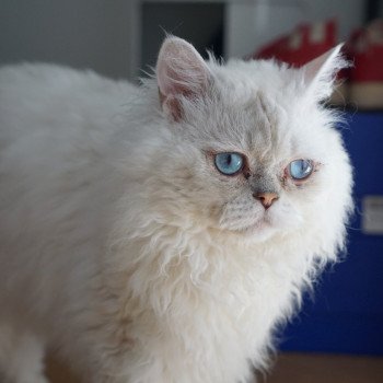 Original Mâle Selkirk Rex Longhair
