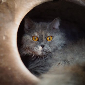 Ornjira Femelle Selkirk Rex Longhair