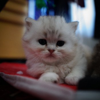 Annonces De Chats De Race A Adopter Chatons A Vendre Et Chats Retraites D Elevage A