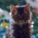 Tahiti Femelle Selkirk Rex Longhair Tahiti Femelle Selkirk Rex Longhair