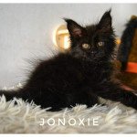 Tamara de Jonoxie Femelle Maine coon