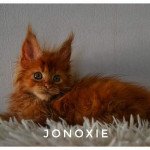 Terkane Mâle Maine coon