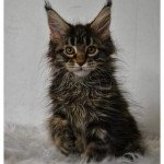 Thétys de jonoxie Femelle Maine coon