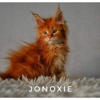 Travis de jonoxie Mâle Maine coon