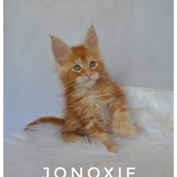 Trevor PP de jonoxie Mâle Maine coon