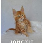 Trevor PP de jonoxie Mâle Maine coon Trevor PP de jonoxie Mâle Maine coon