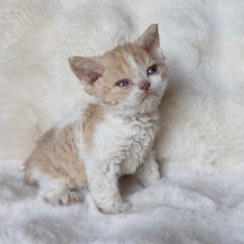 Aliénor Femelle Selkirk Rex