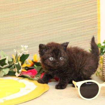 Blanche du Duc de Lorraine Femelle Selkirk Rex