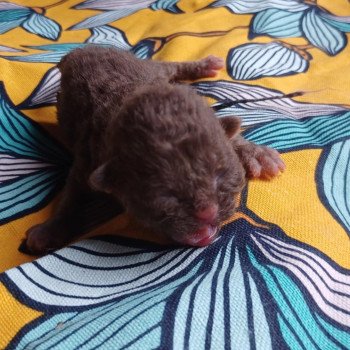 Achille Du Duc de Lorraine Mâle Selkirk Rex Longhair