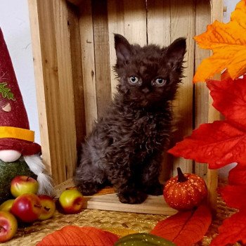 Achille Du Duc de Lorraine Mâle Selkirk Rex Longhair