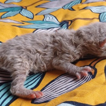 Anémone du Duc de Lorraine Femelle Selkirk Rex Longhair