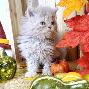 Anémone du Duc de Lorraine Femelle Selkirk Rex Longhair