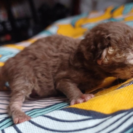chaton Selkirk Rex Longhair chocolate mackerel tabby Arlette du Duc de Lorraine Chatterie du Duc de Lorraine chocolate mackerel tabby