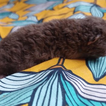 Armand Du Duc de Lorraine Mâle Selkirk Rex Longhair