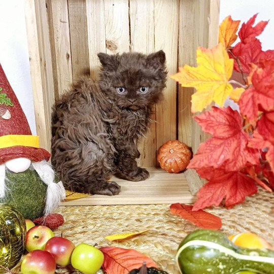 chaton Selkirk Rex Longhair chocolate Armand Du Duc de Lorraine Chatterie du Duc de Lorraine chocolate 