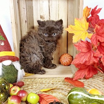 Armand Du Duc de Lorraine Mâle Selkirk Rex Longhair