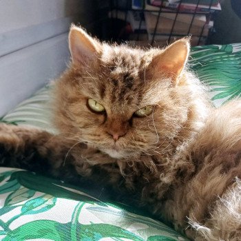 Radioactive de Mirkwood Femelle Selkirk Rex Longhair