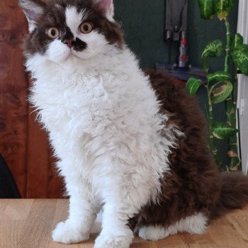 Cirratus Wookie Mâle Selkirk Rex Longhair