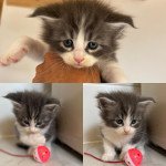 Chatons Maine Coon LOOF - Prestigieuses Origines Mâle Maine coon Chatons Maine Coon LOOF - Prestigieuses Origines Mâle Maine coon