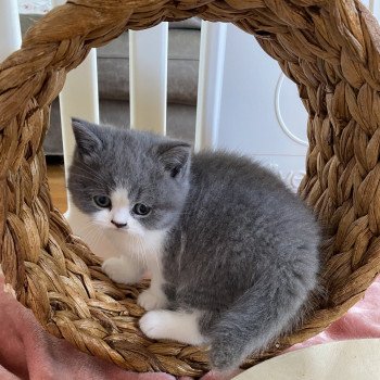 Tamako Femelle British Shorthair