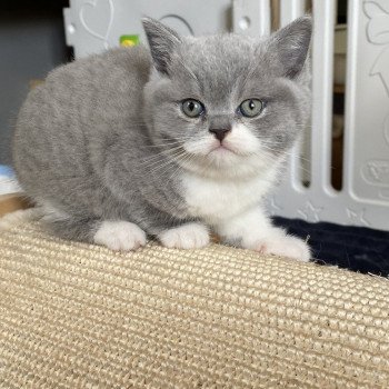 Totoro Mâle British Shorthair