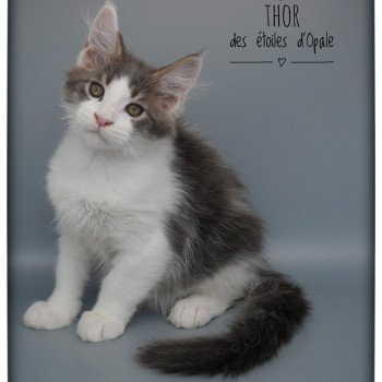 Thor des étoiles d'Opale Des étoiles D'opale Mâle Maine coon