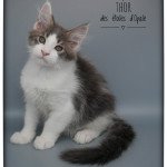 Thor des étoiles d'Opale Des étoiles D'opale Mâle Maine coon Thor des étoiles d'Opale Des étoiles D'opale Mâle Maine coon