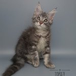Topaze des étoiles d'Opale Des étoiles D'opale Mâle Maine coon Topaze des étoiles d'Opale Des étoiles D'opale Mâle Maine coon
