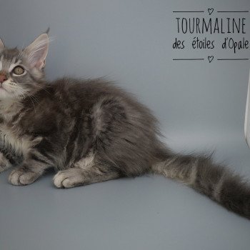 tourmaline des étoiles d'Opale Des étoiles D'opale Mâle Maine coon