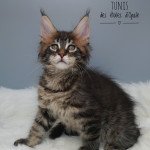 Tunis des étoiles d’Opale Des étoiles D'opale Mâle Maine coon