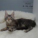 Turquoise des étoiles d’Opale Des étoiles D'opale Mâle Maine coon Turquoise des étoiles d’Opale Des étoiles D'opale Mâle Maine coon