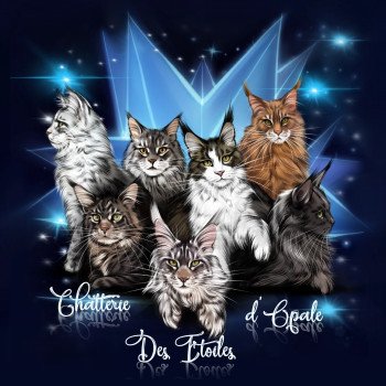 Chatterie des étoiles D'opale