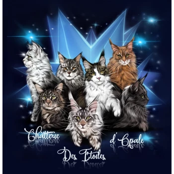 Chatterie des étoiles D'opale