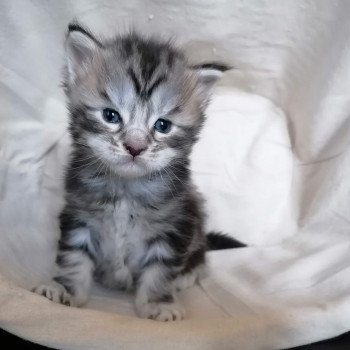 Urban Justice Femelle Maine coon