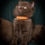 Tifou du Chat'Ô Vert Mâle Scottish Straight Tifou du Chat'Ô Vert Mâle Scottish Straight