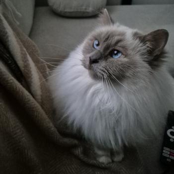 Queen Femelle Sacré de Birmanie