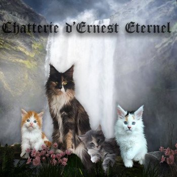 Chatterie d Ernest eternel