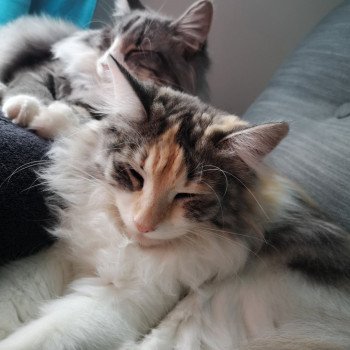 Chaton Norvegien A Vendre Annonces De Chat Norvegien A Adopter Partout En Country