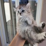 Chaton4 Femelle British Shorthair Chaton4 Femelle British Shorthair