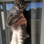 Chaton2 Femelle British Shorthair Chaton2 Femelle British Shorthair