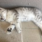 Chaton3 Femelle British Shorthair