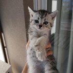 Chaton1 Femelle British Shorthair