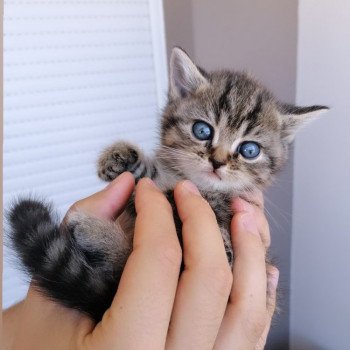 1er chaton Femelle British Shorthair