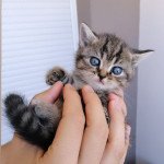 1er chaton Femelle British Shorthair 1er chaton Femelle British Shorthair