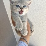 2e chaton Femelle British Shorthair 2e chaton Femelle British Shorthair