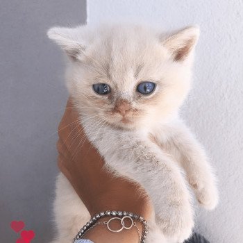 3e chaton Mâle British Shorthair