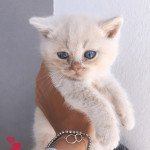 3e chaton Mâle British Shorthair 3e chaton Mâle British Shorthair