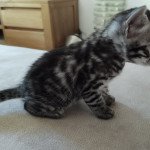 1er chaton (Portée Poppy ❤ Hermès) - Mâle black silver spotted / rosettes Mâle Bengal 1er chaton (Portée Poppy ❤ Hermès) - Mâle black silver spotted / rosettes Mâle Bengal