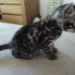 1er chaton (Portée Poppy ❤ Hermès) - Mâle black silver spotted / rosettes Mâle Bengal